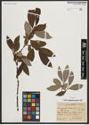 Foto von Salix appendiculata Vill.